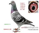 2013年陕西神木光宇公棚决赛21名,同父母平辈2013年河北张家口千羽千翔公棚450KM加强赛52名!父:2012年包头北方公棚决赛388名,瓦特X凡龙(天津天体鸽业育翔),母:100%胡本,安大略X维安纳(从天津欧联国际引进) 2013年陕西神木光宇公棚决赛21名,同父母平辈2013年河北张家口千羽千翔公棚450KM加强赛52名!父:2012年包头北方公棚决赛388名,瓦特X凡龙(天津天体鸽业育翔),母:100%胡本,安大略X维安纳(从天津欧联国际引进)