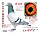 本鸽为白雪无痕(本舍引进-乔斯托内原舍)配北京市特比环83名(桑杰士,同孵9名)直子做出,33名上辈,及平辈参加所有公棚比赛均获奖。新疆德天,山东,江苏国铭,
山西大同正翔33名血统
2013年大同正翔公棚决赛33名;
血统:桑杰士*白雪无痕*317604
环号:13-01-906317
羽色:灰;
注:大同正翔决赛上笼共计4153羽,有效名次193羽;此鸽与山东聊城公棚300公里100名;决赛500公里134名;平辈公棚116名。江苏国铭公棚春赛500公里99名,半平辈。
父SIRE♂:321938
半平辈:江苏国铭公棚决赛成绩 (2010年春)99名(八条半归巢);
江苏国铭公棚2011春预赛300公里46名(此鸽决赛未上笼);
新疆得天公棚百日龄(预赛)11名, 62名;
母DAM ♀:
凡布力安娜
2004-01-317604本舍镇棚种鸽,20次500公里入围,
北京市500,700,700,三关总冠军平辈;此鸽后代只要决赛上笼公棚均获奖;
祖父:白雪无痕B2008-5061695♂乔斯托内做出;
祖母: 本鸽为白雪无痕(本舍引进-乔斯托内原舍)配北京市特比环83名(桑杰士,同孵9名)直子做出,33名上辈,及平辈参加所有公棚比赛均获奖。新疆德天,山东,江苏国铭,
山西大同正翔33名血统
2013年大同正翔公棚决赛33名;
血统:桑杰士*白雪无痕*317604
环号:13-01-906317
羽色:灰;
注:大同正翔决赛上笼共计4153羽,有效名次193羽;此鸽与山东聊城公棚300公里100名;决赛500公里134名;平辈公棚116名。江苏国铭公棚春赛500公里99名,半平辈。
父SIRE♂:321938
半平辈:江苏国铭公棚决赛成绩 (2010年春)99名(八条半归巢);
江苏国铭公棚2011春预赛300公里46名(此鸽决赛未上笼);
新疆得天公棚百日龄(预赛)11名, 62名;
母DAM ♀:
凡布力安娜
2004-01-317604本舍镇棚种鸽,20次500公里入围,
北京市500,700,700,三关总冠军平辈;此鸽后代只要决赛上笼公棚均获奖;
祖父:白雪无痕B2008-5061695♂乔斯托内做出;
祖母: