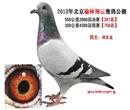 北京玉翅通达公棚决赛56名参赛羽数2969羽【同场赛事其父母鸽的曾孙代获得306﹑315名。子代2012年获玉翅通达公棚166名】,此鸽平辈获2013年BOB公棚预赛6名【5861羽】,2012年北京玉翅通达公棚决赛亚军【4031羽】. 北京玉翅通达公棚决赛56名参赛羽数2969羽【同场赛事其父母鸽的曾孙代获得306﹑315名。子代2012年获玉翅通达公棚166名】,此鸽平辈获2013年BOB公棚预赛6名【5861羽】,2012年北京玉翅通达公棚决赛亚军【4031羽】.