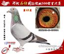 公棚获奖鸽 公棚获奖鸽