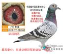 南粤之星...华润鸽系....罗剑星..
2013年最新捷报
1.2013年广东浩和俱乐部春季大众杯特比环赛6名
2.2013年广东浩和俱乐部"浩和杯"春季500公里排名赛21名.23名
3.2013年广东浩和俱乐部春季"浩和杯"300-500公里双关6名.双关鸽王亚军
4.2013年广东浩和俱乐部"浩和杯"春三关特比环综合8名
5.2013年广东浩和俱乐部秋季四关豪华环综合冠军.亚军.季军.4名.5名.6名
6.2013年广东浩和俱乐部秋季四关豪华环综合擂台冠军.亚军.4名
7.2013年广东浩和俱乐部“浩和杯”秋季500公里12名.25名.27名
8.2013年广东浩和俱乐部"浩和杯"秋季500-700双关综合5名 双关鸽王冠军
9.2013年广东浩和俱乐部"浩和杯"秋季700公里永修站排名亚军.5名.18名
10.2013年广东浩和俱乐部超级杯第一、二关综合亚军.季军
11.2013年广东浩和俱乐部秋季300公里9名.11名.12名.14名.15名
12 南粤之星...华润鸽系....罗剑星..
2013年最新捷报
1.2013年广东浩和俱乐部春季大众杯特比环赛6名
2.2013年广东浩和俱乐部"浩和杯"春季500公里排名赛21名.23名
3.2013年广东浩和俱乐部春季"浩和杯"300-500公里双关6名.双关鸽王亚军
4.2013年广东浩和俱乐部"浩和杯"春三关特比环综合8名
5.2013年广东浩和俱乐部秋季四关豪华环综合冠军.亚军.季军.4名.5名.6名
6.2013年广东浩和俱乐部秋季四关豪华环综合擂台冠军.亚军.4名
7.2013年广东浩和俱乐部“浩和杯”秋季500公里12名.25名.27名
8.2013年广东浩和俱乐部"浩和杯"秋季500-700双关综合5名 双关鸽王冠军
9.2013年广东浩和俱乐部"浩和杯"秋季700公里永修站排名亚军.5名.18名
10.2013年广东浩和俱乐部超级杯第一、二关综合亚军.季军
11.2013年广东浩和俱乐部秋季300公里9名.11名.12名.14名.15名
12