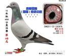 这只鸽子是本人2011年参加成都国奥(国际)赛鸽中心的参赛鸽,公棚收鸽5000多羽,由于四川地方气候变化大,在热身赛220公里比赛的当天遇到强冷阴雨天,公棚损失特别大,当天归巢不到600羽,我的这羽灰姑娘不负我的重托,当天下午冒阴雨天气凯旋归来,在接下来的预赛以150名进入决赛,决赛当天,灰姑娘以48名的成绩让我兴奋不已,灰姑娘的母亲是我棚的主血霍夫肯,出姑娘的时候已经8岁了,这路鸽子也是我打公棚的主要血統,稳定性特别高,父亲是只彼德曼德斯鸽子配盖比,在四川公棚进高位奖多羽,也是通过我这么多年失败后总结,成功配对的结晶。 这只鸽子是本人2011年参加成都国奥(国际)赛鸽中心的参赛鸽,公棚收鸽5000多羽,由于四川地方气候变化大,在热身赛220公里比赛的当天遇到强冷阴雨天,公棚损失特别大,当天归巢不到600羽,我的这羽灰姑娘不负我的重托,当天下午冒阴雨天气凯旋归来,在接下来的预赛以150名进入决赛,决赛当天,灰姑娘以48名的成绩让我兴奋不已,灰姑娘的母亲是我棚的主血霍夫肯,出姑娘的时候已经8岁了,这路鸽子也是我打公棚的主要血統,稳定性特别高,父亲是只彼德曼德斯鸽子配盖比,在四川公棚进高位奖多羽,也是通过我这么多年失败后总结,成功配对的结晶。