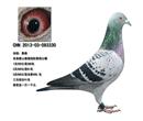本身2013年河北省唐山市春潮国际赛鸽公棚获奖鸽,本鸽业作育并使翔!三关综合41位,预赛决赛均进奖。此鸽为本舍去年秋在公棚拍卖会所得一对种鸽,正好是一雄一雌,春季配对作育幼鸽,第一年便给我带来了荣誉,直子获唐山春潮国际公棚(来自于全国各地的名家大碗参赛)获预赛81名决赛400名,三关综合41名,获奖金一万一千元。直接就检验出了种鸽的水平。希望来年继续努力! 本身2013年河北省唐山市春潮国际赛鸽公棚获奖鸽,本鸽业作育并使翔!三关综合41位,预赛决赛均进奖。此鸽为本舍去年秋在公棚拍卖会所得一对种鸽,正好是一雄一雌,春季配对作育幼鸽,第一年便给我带来了荣誉,直子获唐山春潮国际公棚(来自于全国各地的名家大碗参赛)获预赛81名决赛400名,三关综合41名,获奖金一万一千元。直接就检验出了种鸽的水平。希望来年继续努力!