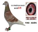 CHN:2012-19-230664 雌鸽 血统:红狐+恐怖59
本身赛级:2013年春第一关64名、第二关亚军、双关综合7名、2013年秋季520公里总排名亚军、520公里鸽王赛冠军、520公里精英赛冠军、520公里花鸽赛冠军、520公里广佛联赛佛山赛区总冠军、520公里团体赛亚军。。。。。 CHN:2012-19-230664 雌鸽 血统:红狐+恐怖59
本身赛级:2013年春第一关64名、第二关亚军、双关综合7名、2013年秋季520公里总排名亚军、520公里鸽王赛冠军、520公里精英赛冠军、520公里花鸽赛冠军、520公里广佛联赛佛山赛区总冠军、520公里团体赛亚军。。。。。