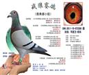 CHN:2011-19-072286 雌鸽 血统:华夏王+胡本
本身赛级:2012年秋季佛山市鸽会300公里单关6名、300公里精英赛季军、300公里棚号亚军、300公里团体冠军、500公里12名、2013年秋季佛山市鸽会300公里163名、520公里91名、520公里团体亚军、520公里鸽王赛13位、里水、黄岐、佛山对抗赛亚军、冬季200公里162名、冬季450公里71名、、、 CHN:2011-19-072286 雌鸽 血统:华夏王+胡本
本身赛级:2012年秋季佛山市鸽会300公里单关6名、300公里精英赛季军、300公里棚号亚军、300公里团体冠军、500公里12名、2013年秋季佛山市鸽会300公里163名、520公里91名、520公里团体亚军、520公里鸽王赛13位、里水、黄岐、佛山对抗赛亚军、冬季200公里162名、冬季450公里71名、、、