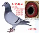 13年秋季500公里特比环冠军,幼鸽赛冠军,指定鸽冠军,赢得奖金一万六千多元。父亲是公棚鸽配李鸟配詹森,母亲是红狐配詹森,应该算做是远亲配作出的詹森血系,但也继承了父系的稳定。同父母秋季套三羽特比,全部归巢,两羽获奖。 13年秋季500公里特比环冠军,幼鸽赛冠军,指定鸽冠军,赢得奖金一万六千多元。父亲是公棚鸽配李鸟配詹森,母亲是红狐配詹森,应该算做是远亲配作出的詹森血系,但也继承了父系的稳定。同父母秋季套三羽特比,全部归巢,两羽获奖。