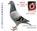 2013山东舜峰双关鸽王 2013山东舜峰双关鸽王