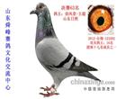 2013山东舜峰双关鸽王16位 2013山东舜峰双关鸽王16位