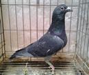 此鸽为美国戈登系。子代2013年上海秋季放飞北京站--28名(上海总放飞10575羽) 此鸽为美国戈登系。子代2013年上海秋季放飞北京站--28名(上海总放飞10575羽)