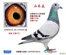 环号:2013-30-119454 雌 血统:红狐731直系 本身赛绩:2013年秋新疆天翔公棚300公里预赛212名,500公里决赛40名 父亲:环号2010-30-142438 灰 黄眼 血统:胡本 本身赛季10年秋星月公棚2趟400公里获奖,母亲:环号2011-30-196455 灰 黄眼 血统:红狐731外孙女,本身赛绩11年秋300公里16名,12年春火车头500公里8名.平辈12年市鸽会三关综合49名。 环号:2013-30-119454 雌 血统:红狐731直系 本身赛绩:2013年秋新疆天翔公棚300公里预赛212名,500公里决赛40名 父亲:环号2010-30-142438 灰 黄眼 血统:胡本 本身赛季10年秋星月公棚2趟400公里获奖,母亲:环号2011-30-196455 灰 黄眼 血统:红狐731外孙女,本身赛绩11年秋300公里16名,12年春火车头500公里8名.平辈12年市鸽会三关综合49名。