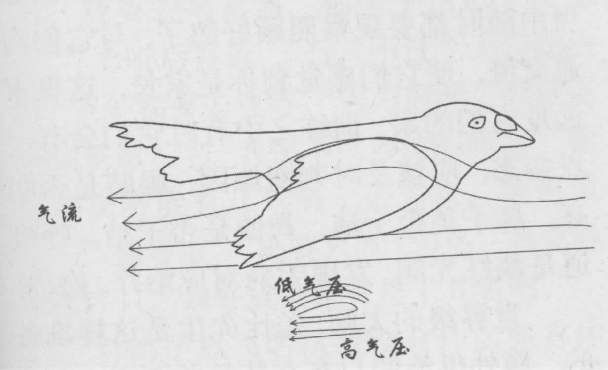 鸽子的飞行与物理学原理