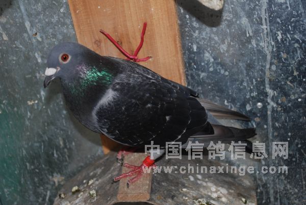 ȥ��5�ٵ���鳲��