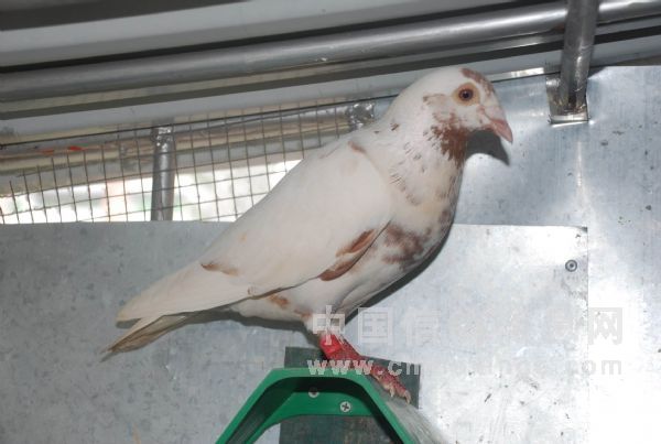 Ļ�������ۣ�ԭ���Ӵ�