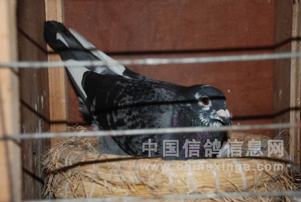 ��ڣ���֪��ϸ�ɹ�����5��