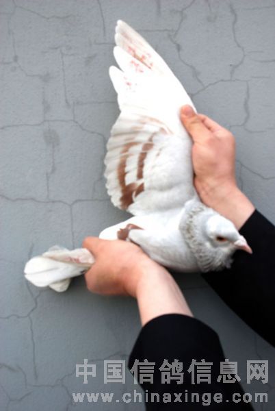 �ھ��𻪹ھ����