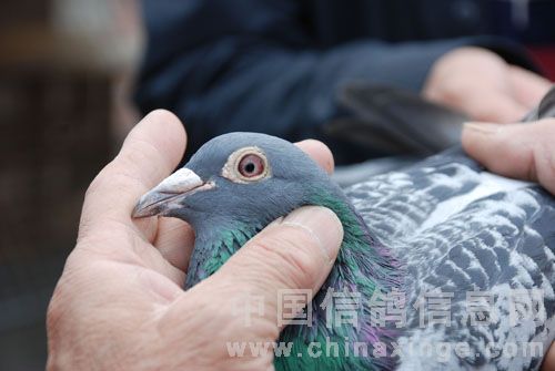 �Ǿ��ս��ͷ��