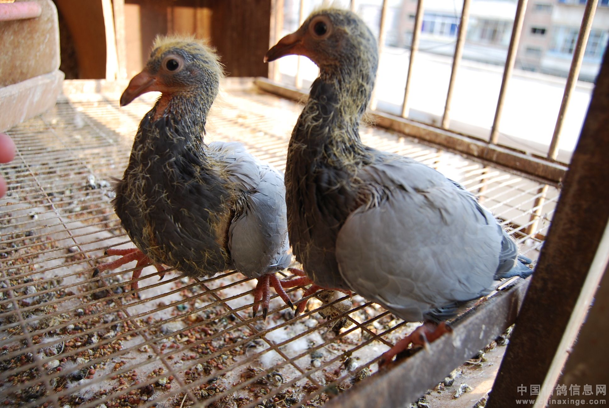 江塘集中营小鸽子图片