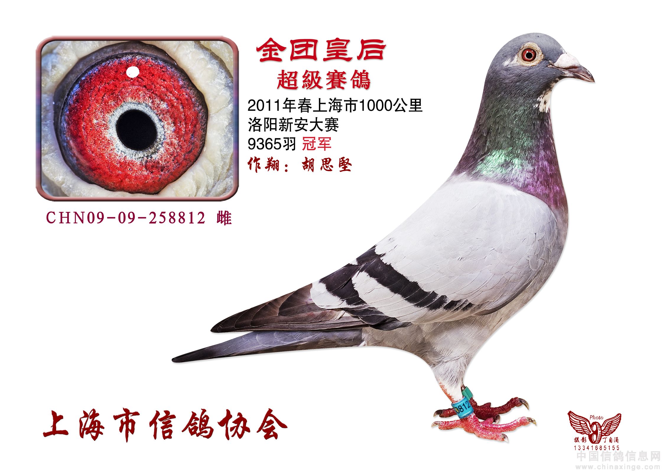 上海超远程冠军鸽图片图片