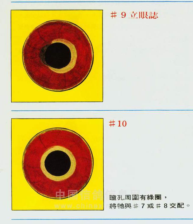 全黑眼志种鸽配对图片