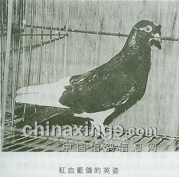 中国戴笠鸽图片