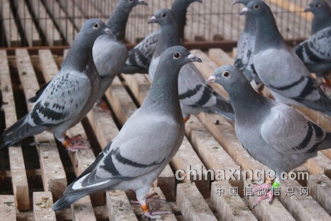 王大亮种鸽图片