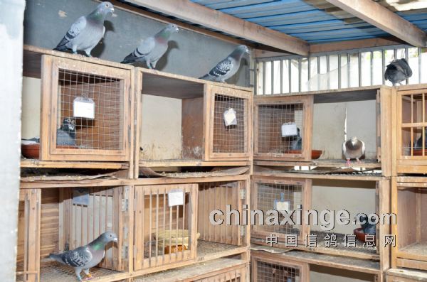 重庆山鹰鸽舍的种鸽,正值配对期间,在巢箱内
