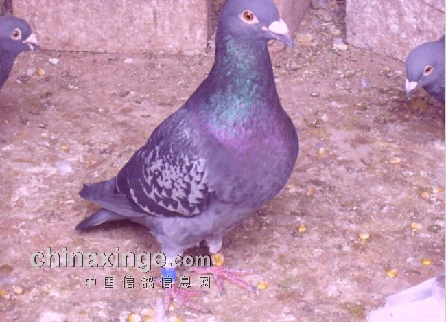 紫玉翅鸽子图片图片