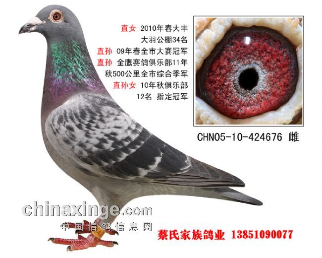 江苏省超远程:盐城蔡氏家族获佳绩(图)-中信网信鸽园地