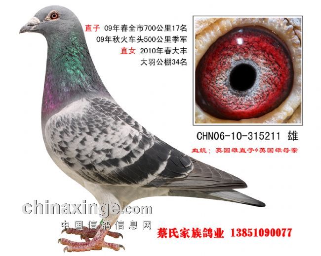江苏省超远程:盐城蔡氏家族获佳绩(图)-中信网信鸽园地
