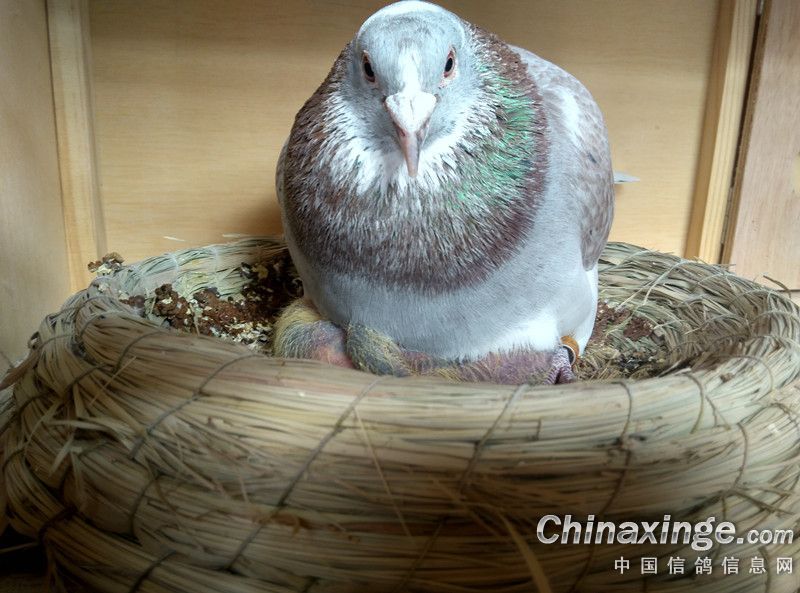 降温期出幼鸽:整齐划一很不错(图)-中信网信鸽园地