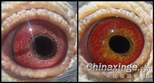 種鴿眼砂配:跟著感覺走妥當不? (圖)