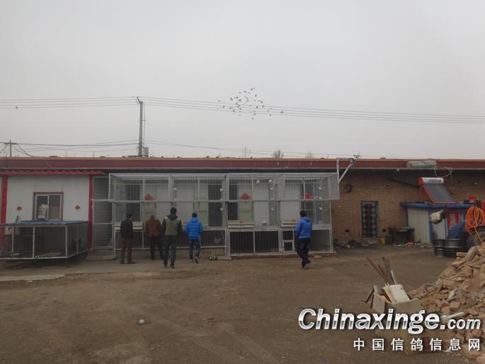 赛鸽棚里空空的,都