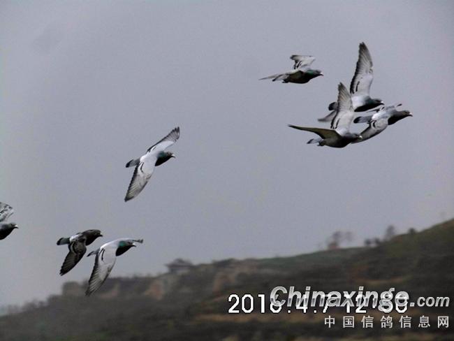 鹞子给鸽当"教练" 家飞也近一小时(图)