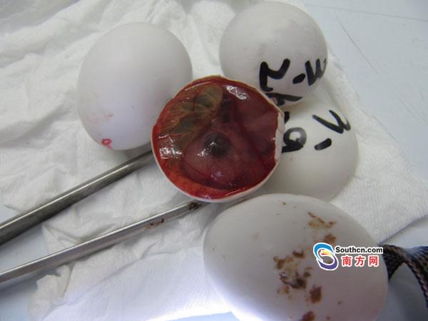 鸽子蛋孵十天死胎图片图片