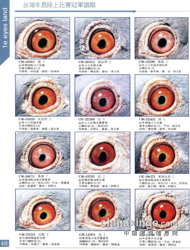 鸽子眼睛分类图片图片