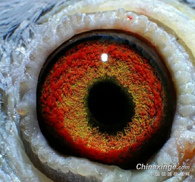 高级种鸽眼栉膜图片图片