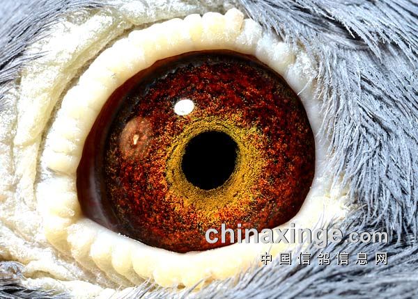 这些外血种鸽眼看起来咋样?
