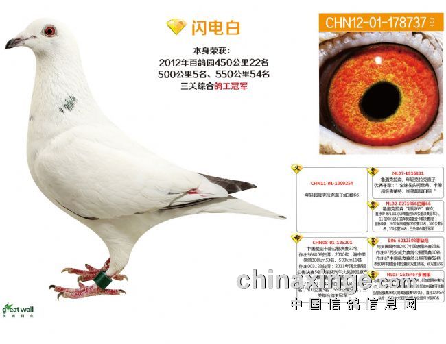 中国长城鸽业图片