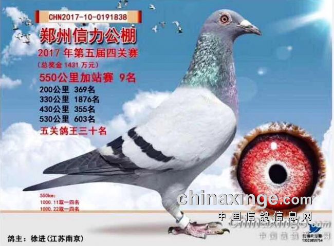 江苏南京徐进鸽业图片